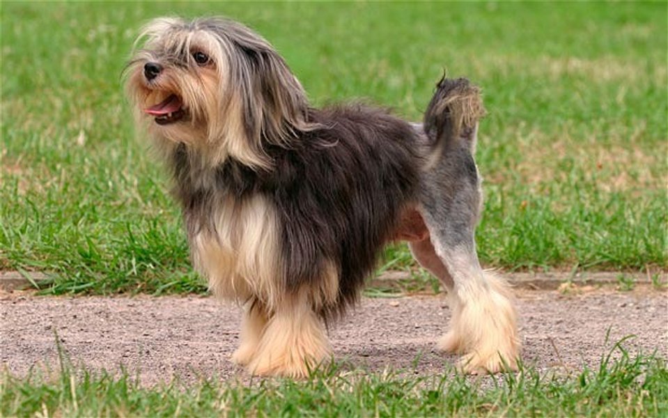 лоучен, порода, редкая порода