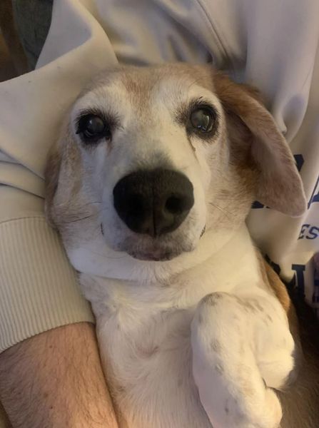 Тварини, домашні улюбленці, рентген, ветеринар, цікаві історії, огляд, життя собак, курйози