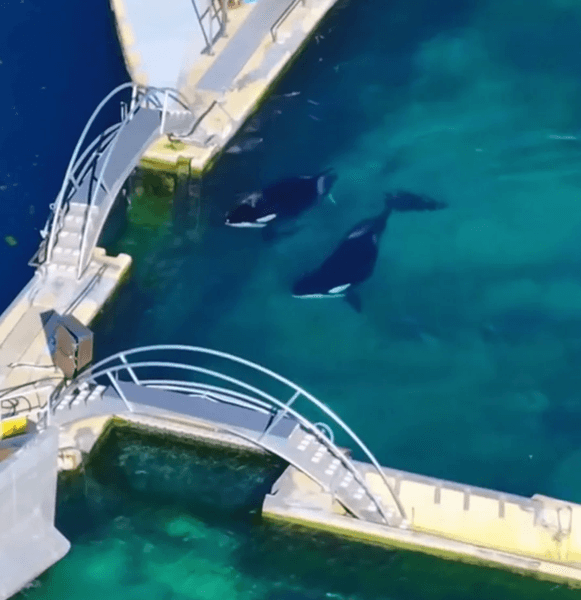 Заброшенный аквапарк, косатки в неволе, закрытие морского парка, переселение морских животных, запрет морских шоу