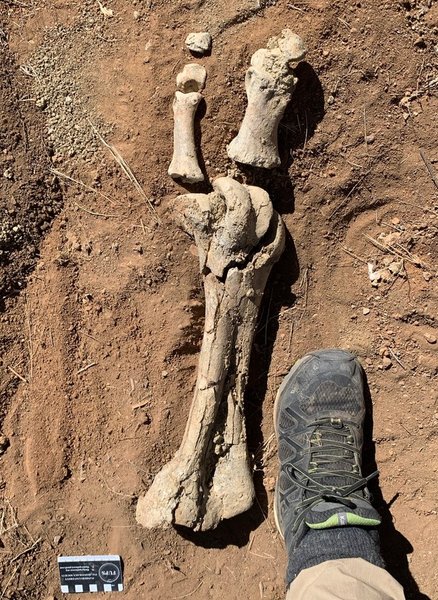 Dromornis stirtoni, кости, окаменелость