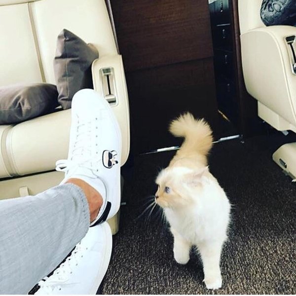 карл лагерфельд, шупетт, кошка, самая богатая кошка в мире