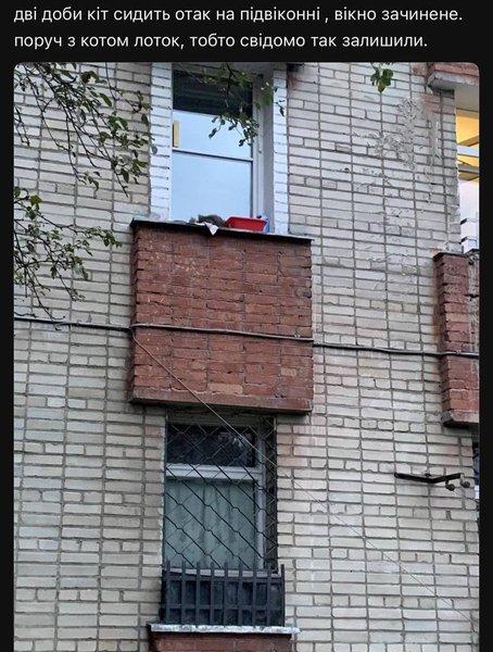 Кіт, Львів, жорстоке поводження з тваринами