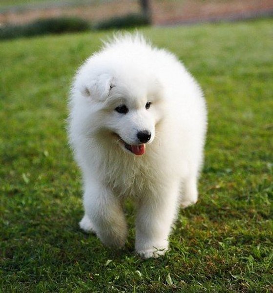 самоед, самоедская собака, порода