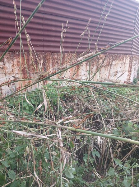 сарана 2 Сарана