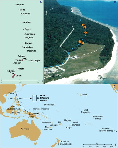 археологи нашли необычное растение на побережье