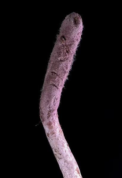 гриб паразит стебло