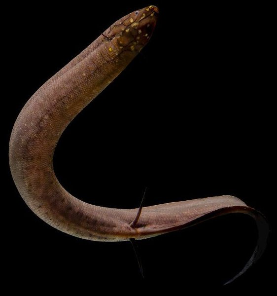 двоякодишна південноамериканська риба