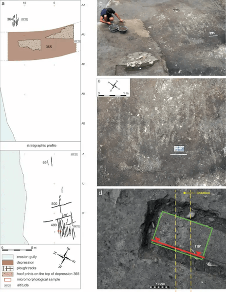 раскопки, археология, археологи, плуг, животное, поселение, борозда, находка, Швейцария, открытие, фермеры, сельское хозяйство, экономика, производительность, развитие