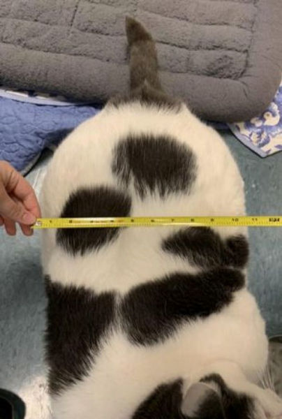 Кіт Кіт, товстий кіт, тварина, метр, притулок