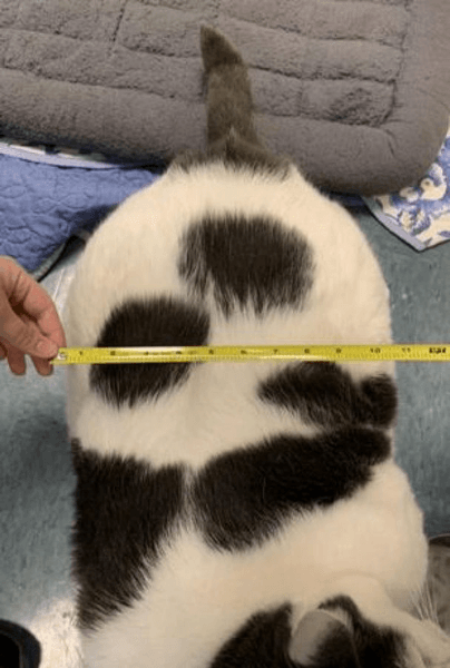 Кот, толстый кот, животное, метр, приют