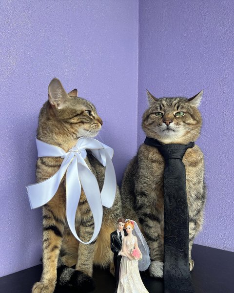 кот степан, свадьба, стефания, свидетельство о браке, свадьба