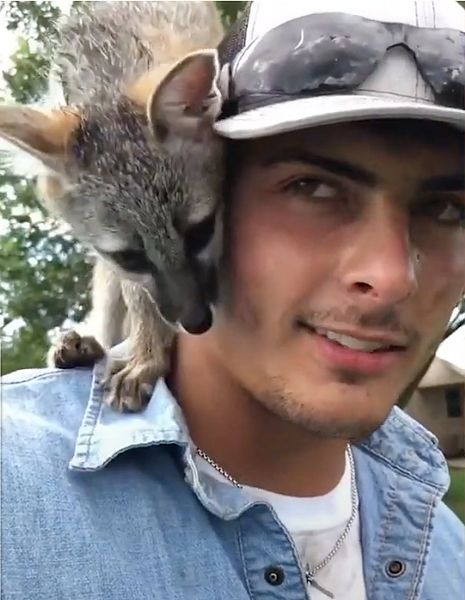 фото, ручной лисенок