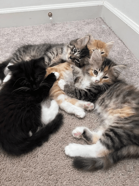 Кошенята, кішка