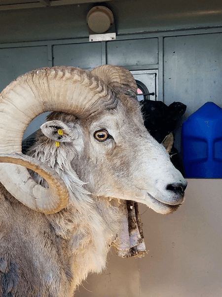 Овца-мутант, клонирование овцы, фермер клонировал овцу, мужчину арестовали за разведение овец, клонирование овец,