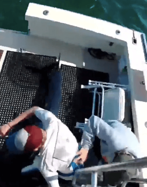 На акул-мако охотятся. , плавники акулы, акулы-мако,