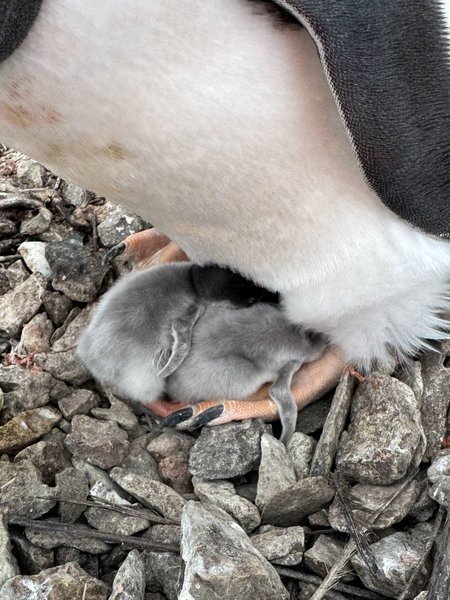 После рождения пингвинята имеют серый пух вместо перьев