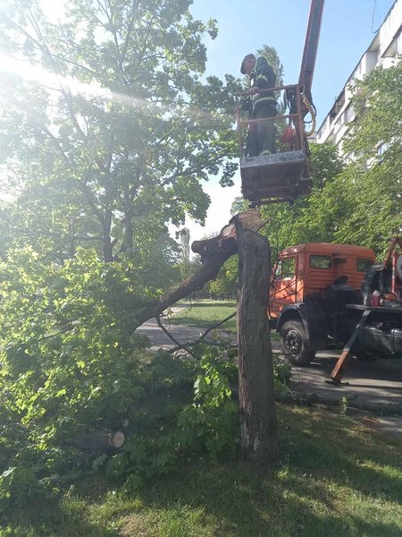 деревья киев, деревья, дерево, липа Петра Могилы, Петр Могила