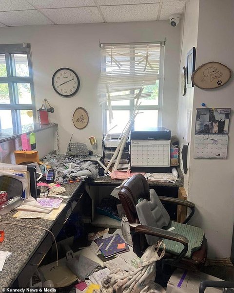 как выглядит хаски, Интересные факты о хаски, хаски поведение,  интересные факты о ездовых собаках, хаски за и против, можно ли держать хаски на цепи, как выглядит хаски, хаски ум, в каком возрасте хаски становятся спокойнее, сибирская хаска описание породы, хаски любят детей