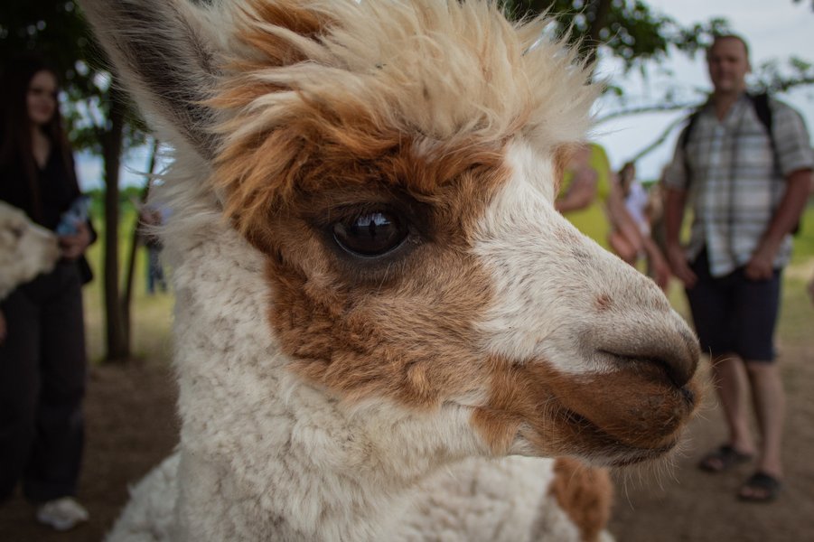 Фельдман Екопарк, екопарк харків, екопарк фельдмана, зоопарк фельдмана, фельдман, альпака