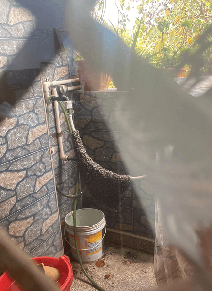 Рой пчел, пчелы, пчелиный рой, пчелы на балконе, пчелы захватили балкон, агрессивные пчелы, насекомые