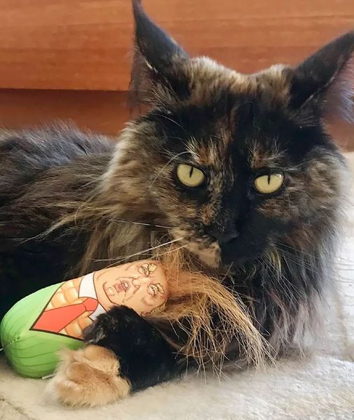 Кот потерялся в самолете, за сутки он трижды летал с острова на континент, как это могло произойти, курьезы, приколы