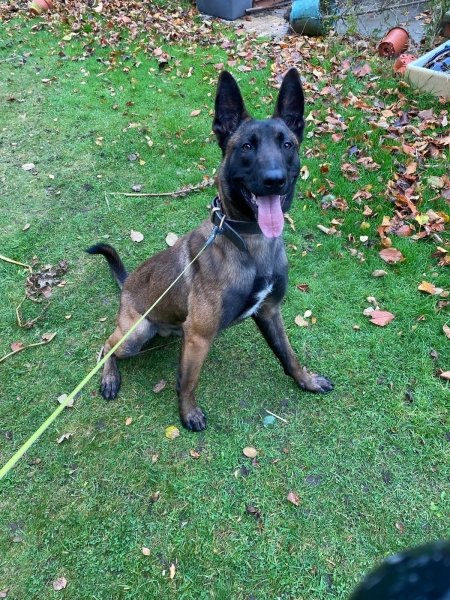 бръмча, куче, полиция, англия бръмча