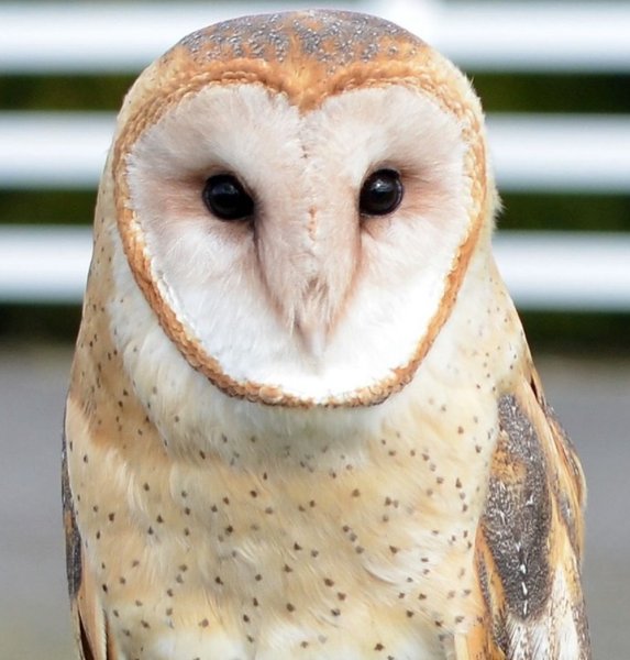 Обыкновенная сипуха