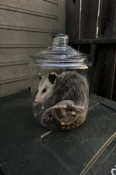 Жінка знайшла в будинку опосума, дикий звір пробрався в оселю американки, курйози з тваринами