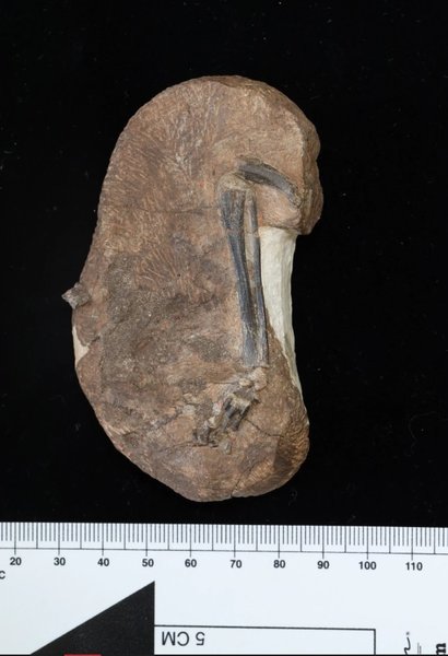 кость, окаменелость