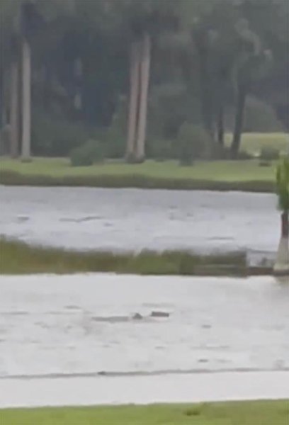 акула ураган большая рыба, Акула заплыла на улицу во время шторма. акула на улице, ураган Иэн, флорида ураган