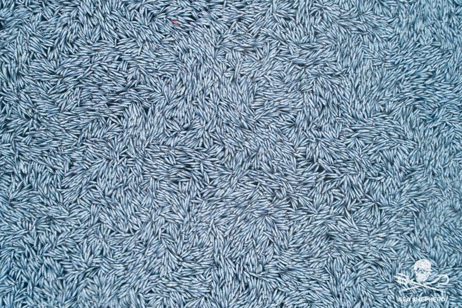 Фото: SEA SHEPGERD