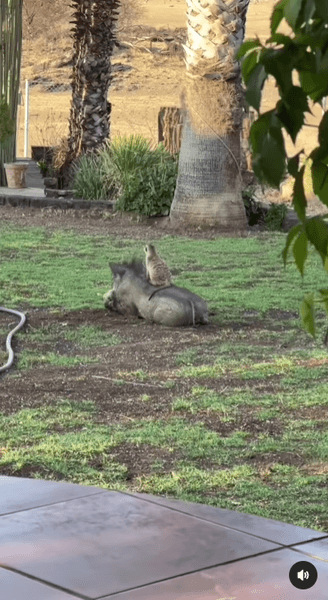 Бородавочник и сурикат