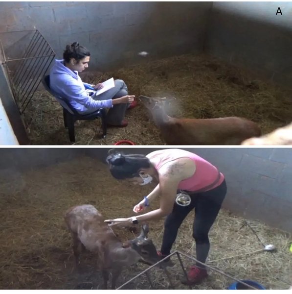 олени обучение