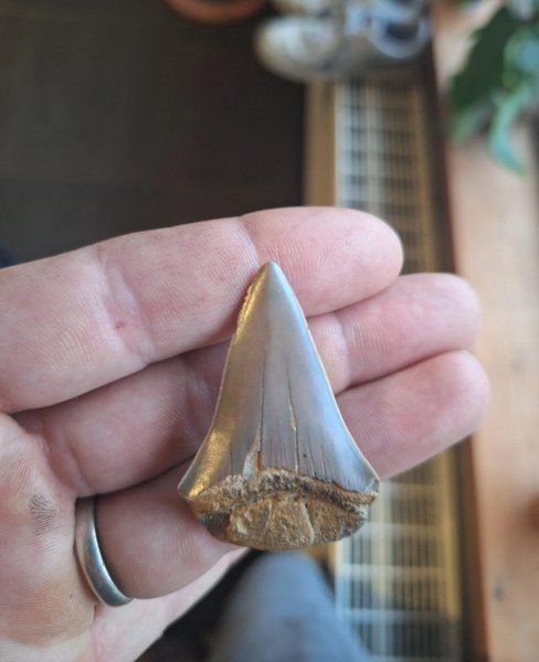 Стародавній скам'янілий зуб, скам'янілість, незвичайна знахідка, дівчинка знайшла старовинний зуб у городі, величезний зуб акули