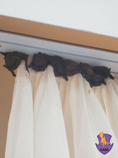 В Украине началась сезонная миграция летучих мышей