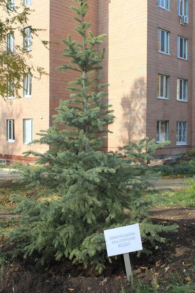 Срубленные елки под Харьковской областной клинической детской больницей №1