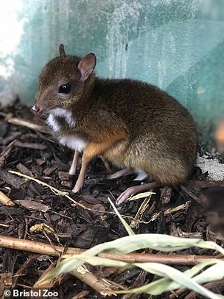 мишачий олень, канчіль