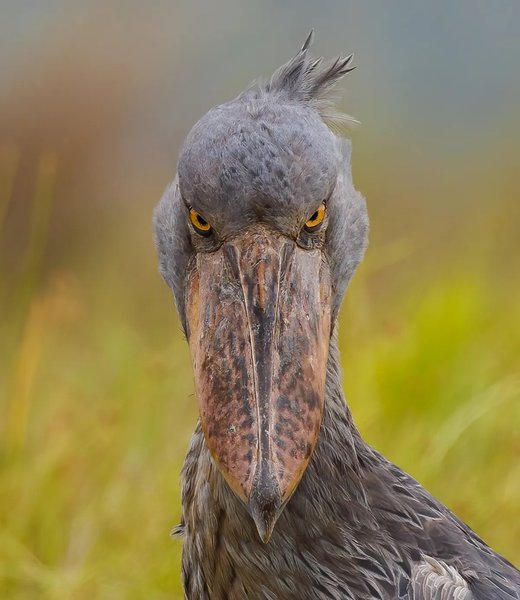 птах китоглав