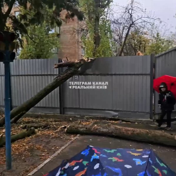 Инцидент в Киеве, Киев, 4 ноября, дерево, ствол, детское учреждение, забор