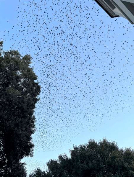 Нашествие на птици във Великобритания Нашествие на птици във Великобритания, скорци, птици, нашествие на птици, нападение на деца, голяма популация, деца, местни жители