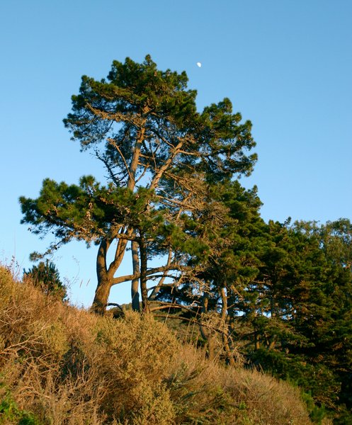 Сосна, Pinus radiata