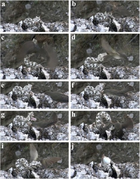 рогатая гадюка паукообразный хвост