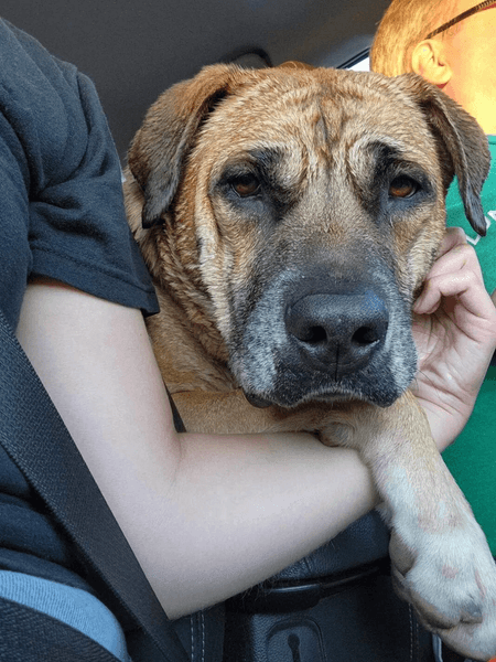 собака Мінні