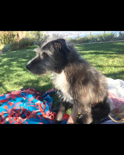 собака джулії робертс