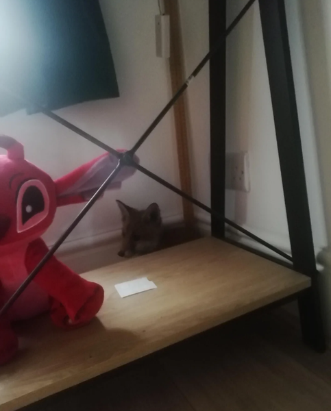 Лисенок залез в дом женщины, животные, дикие звери, курьезы, фото, приколы, интересные истории, невероятные случаи из жизни