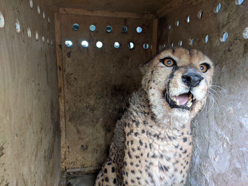 Фельдман Екопарк, екопарк харків, екопарк фельдмана, зоопарк фельдмана, фельдман, евакуація тварин
