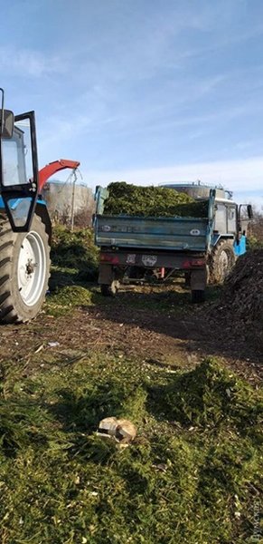 New Year Trees in Odessa