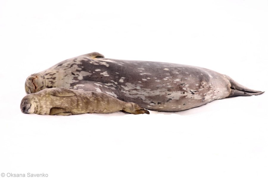 детеныши, тюлени, антарктида