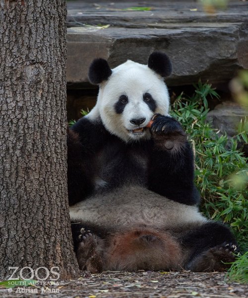 панда, австралия, китай, панда дипломатия