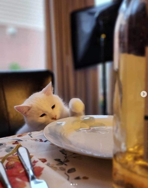 История о меме, мем о еинке которая кричит на кота, кот Смадж